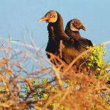 Black Vultures In A Treetop_34015
